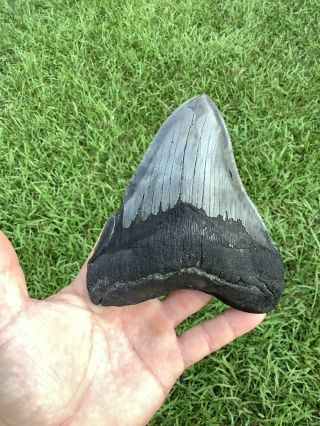 Serrated 5.  31” Megalodon Shark Tooth 100 Natural - No Restoration.