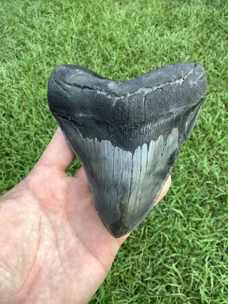 Serrated 5.  31” Megalodon Shark Tooth 100 natural - NO restoration. 2