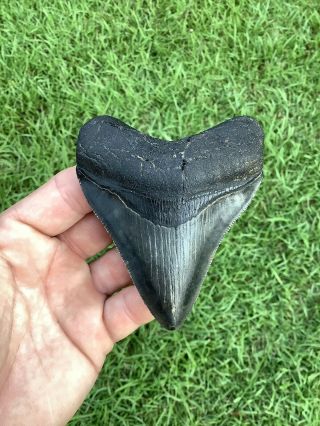 Colorful Serrated 3.  76” Megalodon Shark Tooth 100 Natural - No Restoration.