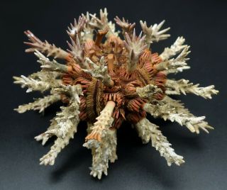 With Spines: Goniocidaris Tubaria 82.  9 Mm Sea Urchin Australia