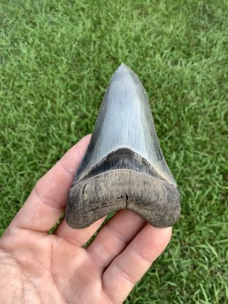 Gorgeous 3.  67” Chubutensis Fossil Shark Tooth 100 Natural No Restoration