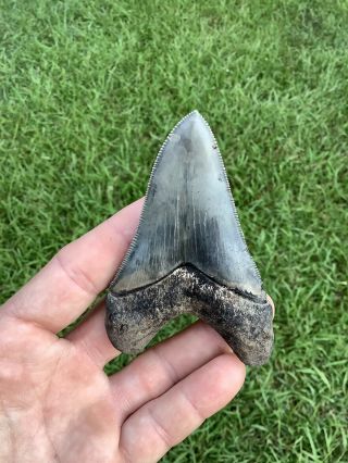 Gorgeous 3.  67” Chubutensis Fossil Shark Tooth 100 Natural No Restoration 2