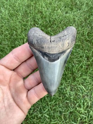 Gorgeous 3.  67” Chubutensis Fossil Shark Tooth 100 Natural No Restoration 3