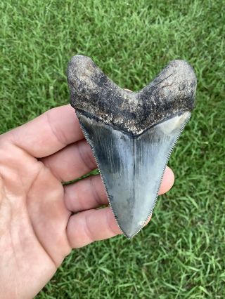 Gorgeous 3.  67” Chubutensis Fossil Shark Tooth 100 Natural No Restoration 4