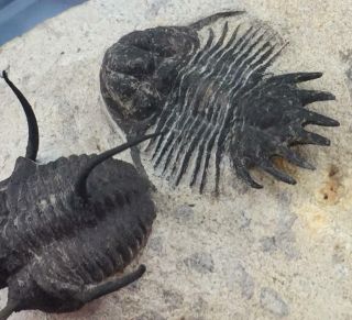 SPINY LOBOPYGE & CYPHASPIS SP.  (OTARION) TRILOBITE FOSSIL FROM MOROCCO (S5) 10