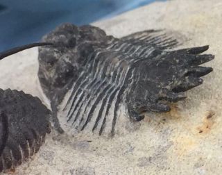 SPINY LOBOPYGE & CYPHASPIS SP.  (OTARION) TRILOBITE FOSSIL FROM MOROCCO (S5) 11