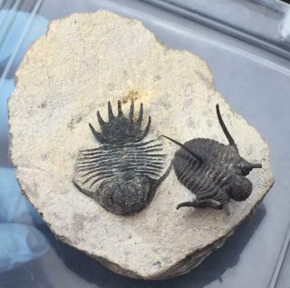 SPINY LOBOPYGE & CYPHASPIS SP.  (OTARION) TRILOBITE FOSSIL FROM MOROCCO (S5) 12