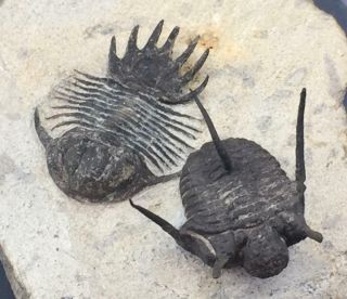 Spiny Lobopyge & Cyphaspis Sp.  (otarion) Trilobite Fossil From Morocco (s5)