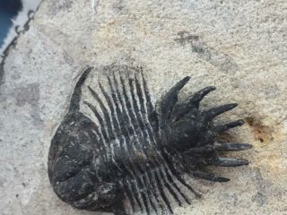 SPINY LOBOPYGE & CYPHASPIS SP.  (OTARION) TRILOBITE FOSSIL FROM MOROCCO (S5) 4
