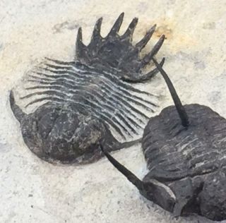 SPINY LOBOPYGE & CYPHASPIS SP.  (OTARION) TRILOBITE FOSSIL FROM MOROCCO (S5) 6