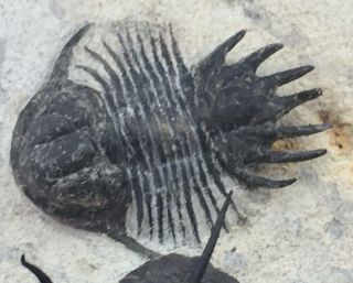 SPINY LOBOPYGE & CYPHASPIS SP.  (OTARION) TRILOBITE FOSSIL FROM MOROCCO (S5) 7