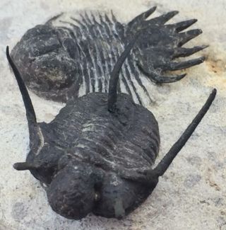SPINY LOBOPYGE & CYPHASPIS SP.  (OTARION) TRILOBITE FOSSIL FROM MOROCCO (S5) 8