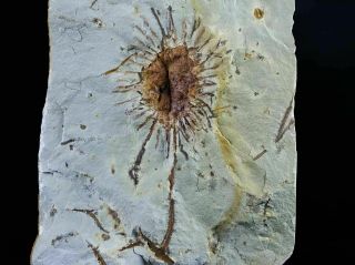Rare Sparganium Antiquum Fossil Plant Seed Pod Bur Reed Family Paleocene Mt Leaf