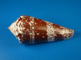Conus Thomae,  Dark Pattern,  Large 79.  3mm,  Philippines Shell