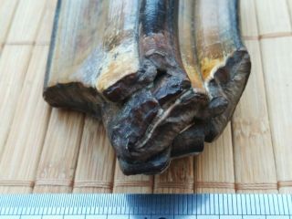 Toxodon (platensis) tooth fossil real 2