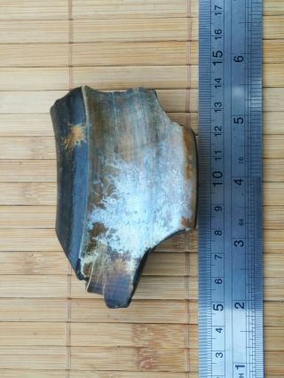 Toxodon (platensis) tooth fossil real 4