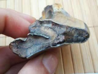 Toxodon (platensis) tooth fossil real 5