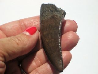 2 1/4 " T - Rex Tooth - Dinosaur Fossil
