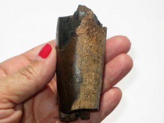 Large T - Rex Tooth Partial - dinosaur fossil 11