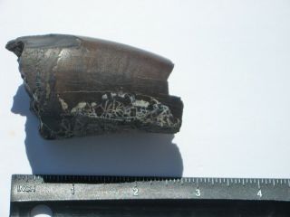 Large T - Rex Tooth Partial - dinosaur fossil 12