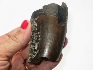 Large T - Rex Tooth Partial - Dinosaur Fossil