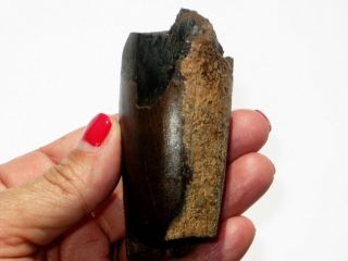 Large T - Rex Tooth Partial - dinosaur fossil 3