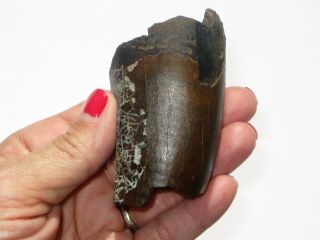 Large T - Rex Tooth Partial - dinosaur fossil 6