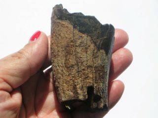 Large T - Rex Tooth Partial - dinosaur fossil 7
