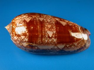 Oliva Porphyria,  Pattern,  Huge Size 111.  8mm,  Mexico Shell