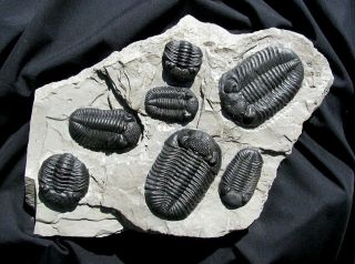 Extinctions - Incredible Phacops Multiple Trilobite Fossil Cast On Rock