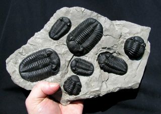 EXTINCTIONS - INCREDIBLE PHACOPS MULTIPLE TRILOBITE FOSSIL CAST ON ROCK 2