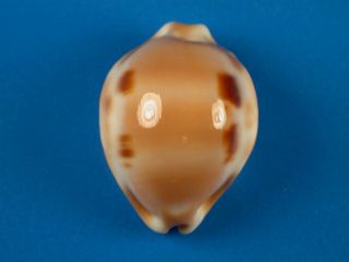 Cypraea Tessellata,  Spots,  32.  7mm,  Hawaii Shell