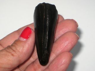 Large T - Rex Tooth Tip - dinosaur fossil 10