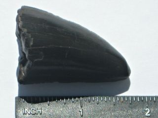 Large T - Rex Tooth Tip - dinosaur fossil 11