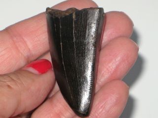 Large T - Rex Tooth Tip - Dinosaur Fossil