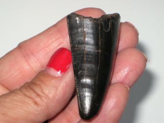 Large T - Rex Tooth Tip - dinosaur fossil 2