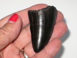 Large T - Rex Tooth Tip - dinosaur fossil 3