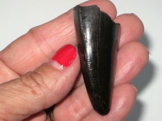 Large T - Rex Tooth Tip - dinosaur fossil 4