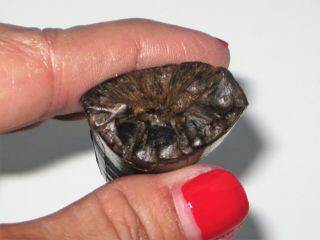 Large T - Rex Tooth Tip - dinosaur fossil 6