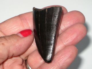 Large T - Rex Tooth Tip - dinosaur fossil 7