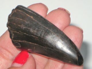 Large T - Rex Tooth Tip - dinosaur fossil 8