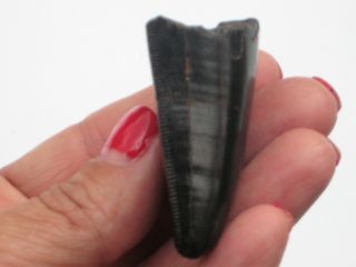 Large T - Rex Tooth Tip - dinosaur fossil 9