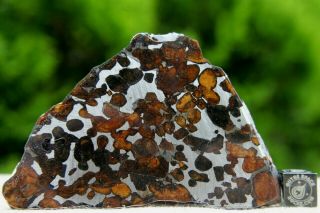 Sericho Pallasite Meteorite From Kenya Africa Habaswein 60.  9 Gram Part Slice