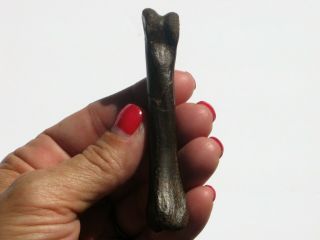 Chirostenotes Hand Bone - dinosaur fossil 8
