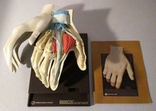 1967 Human Hand Anatomical Display Model Merck Sharp & Dohme Indocin Complete