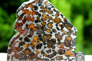 Sericho Pallasite Meteorite From Kenya Africa Habaswein 74.  9 Gram Part Slice