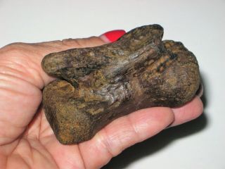 Struthiomimus Tail Vertebra - dinosaur fossil 3