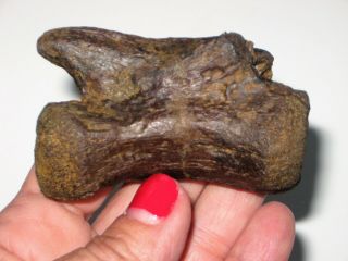 Struthiomimus Tail Vertebra - dinosaur fossil 4