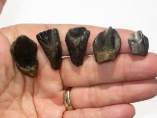 (5) Triceratops Teeth - Dinosaur Fossil