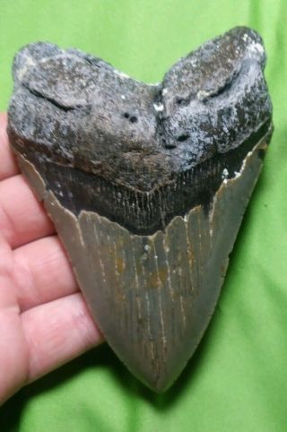 Huge " 4.  69 Megalodon Shark Tooth Teeth Extinct Fossil Meg Scuba Diver Direct 10